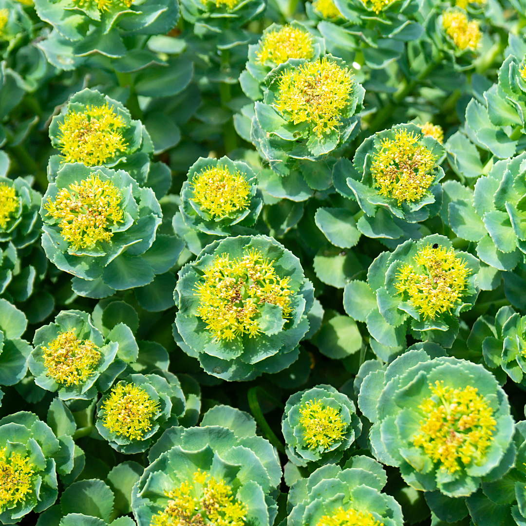 Rhodiola